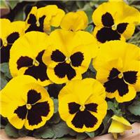 Pansy Yellow Blotch - in Bud and Bloom