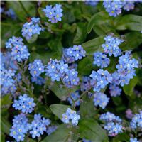 Myosotis Blue - Forget-me-not