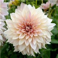 Giant Flowered Dahlia - Cafe au Lait - In Bud & Bloom