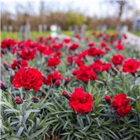 Dianthus Rebekah - Sumptuous Crimson Cherry Red Flowers - In Bud & Bloom