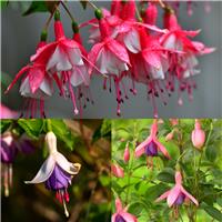 Fuchsia Bella Mixed in Bud & Bloom