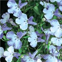 Lobelia Erinus Riviera Blue Splash