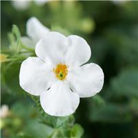 Bacopa White