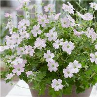 Geranium 'Dreamland'