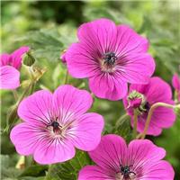 Geranium Modern Classics Pink Penny