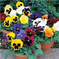 Pansy Plants Mixed Colours
