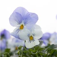Pansy Trailing Frost in Bud and Bloom