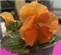 Pansy Clear Orange - in Bud and Bloom
