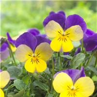 Pansy Trailing Purple & Yellow Wing
