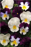 Pansy Trailing Berries & Cream