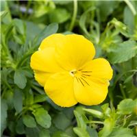 Pansy Trailing Yellow - in Bud and Bloom