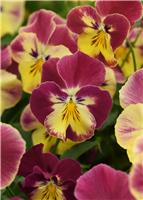 Pansy Trailing Strawberry Swirl - in Bud and Bloom