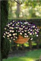 Pansy Trailing Purple Wing - in Bud and Bloom