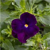 Pansy Trailing Cool Wave Purple - in Bud and Bloom
