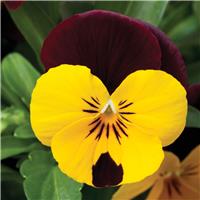 Viola Trailing Yellow with Red Wing in Bud and Bloom