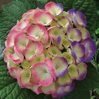 Hydrangea Rembrandt Dolce Chic Blue