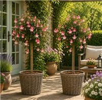 Pair of Fuchsia Tree Standards 'El Camino' - Gorgeous Patio Fuchsia Trees in Bud & Bloom