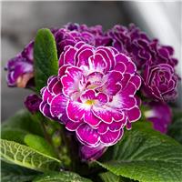 Primula belarina Candy Frost - Double Perennial Primrose - In Bud & Bloom