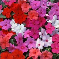 Bizzie Lizzie Plant - Impatiens Beacon Mix in Bud and Bloom