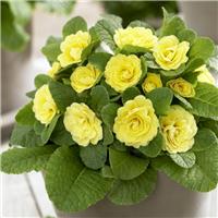 Primula belarina Buttercup Yellow - Double Perennial Primrose