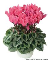 Cyclamen Salmon - In Bud & Bloom