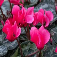 Cyclamen Fuchsia Pink in Bud & Bloom