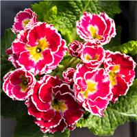 Primula Flamenco - Pink with White Edge Primula