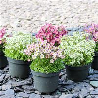 Large Saxifraga Mossy - Pack of FIVE cushion Saxifrage Plants - In Bud & Bloom