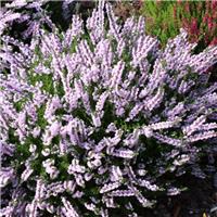 Heather Plant - Calluna 'Radnor'