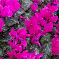 Cyclamen 'Purple' in Bud & Bloom