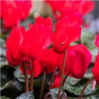 Cyclamen 'Red ' in Bud & Bloom