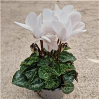 Cyclamen 'White' in Bud & Bloom