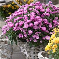 Colourful Garden Mum Chrysanthemum - Rose Pink Shades - In Bud & Bloom