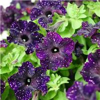 Petunia Mystery Sky in Bud and Bloom