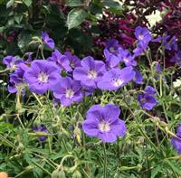 Geranium pratense Annette - Hardy Blue Geranium