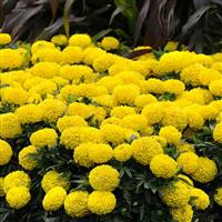 African Marigold - Discovery Yellow