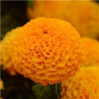 African Marigold - Tagetes Erecta 'Sierra Orange'