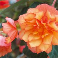 Begonia Illumination Golden Picotee