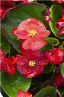 Begonia semperflorens Red