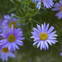 Brachyscome Fern Leaf Blue Daisy