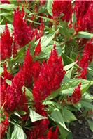 Celosia First Flame Red