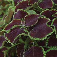 Coleus Chocolate Mint - Fantastic Foliage