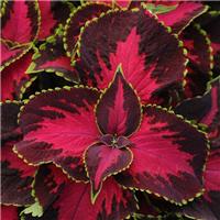 Coleus Kong Chocolate Cherry - Fantastic Foliage