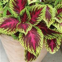 Coleus Kong Rose - Fantastic Foliage