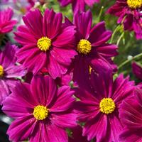 Cosmos Casanova Carmine - Garden Colour Daisy