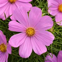 Cosmos Casanova Pink - Garden Colour Daisy