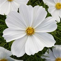 Cosmos Casanova White - Garden Colour Daisy