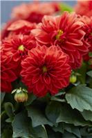 Dahlia Dahlietta 'Anna' - Dwarf Red Dahlia