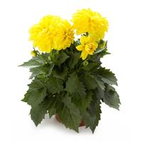 Dahlia Dahlietta 'Julia' - Dwarf Yellow Dahlia