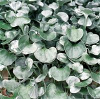 Dichondra Silver Falls - Trailing Basket & Container Plant